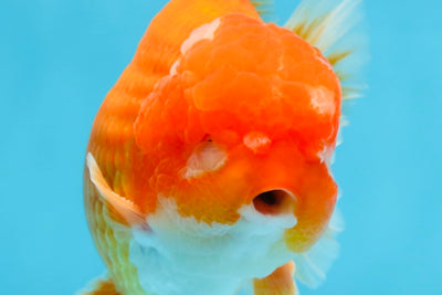 SHOW GRADE Godzilla Red White Yuanbao Male 5-5.5 inches #101725YB_999