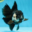 A Grade Panda Oranda Female 5.5 inches #081525OR_15