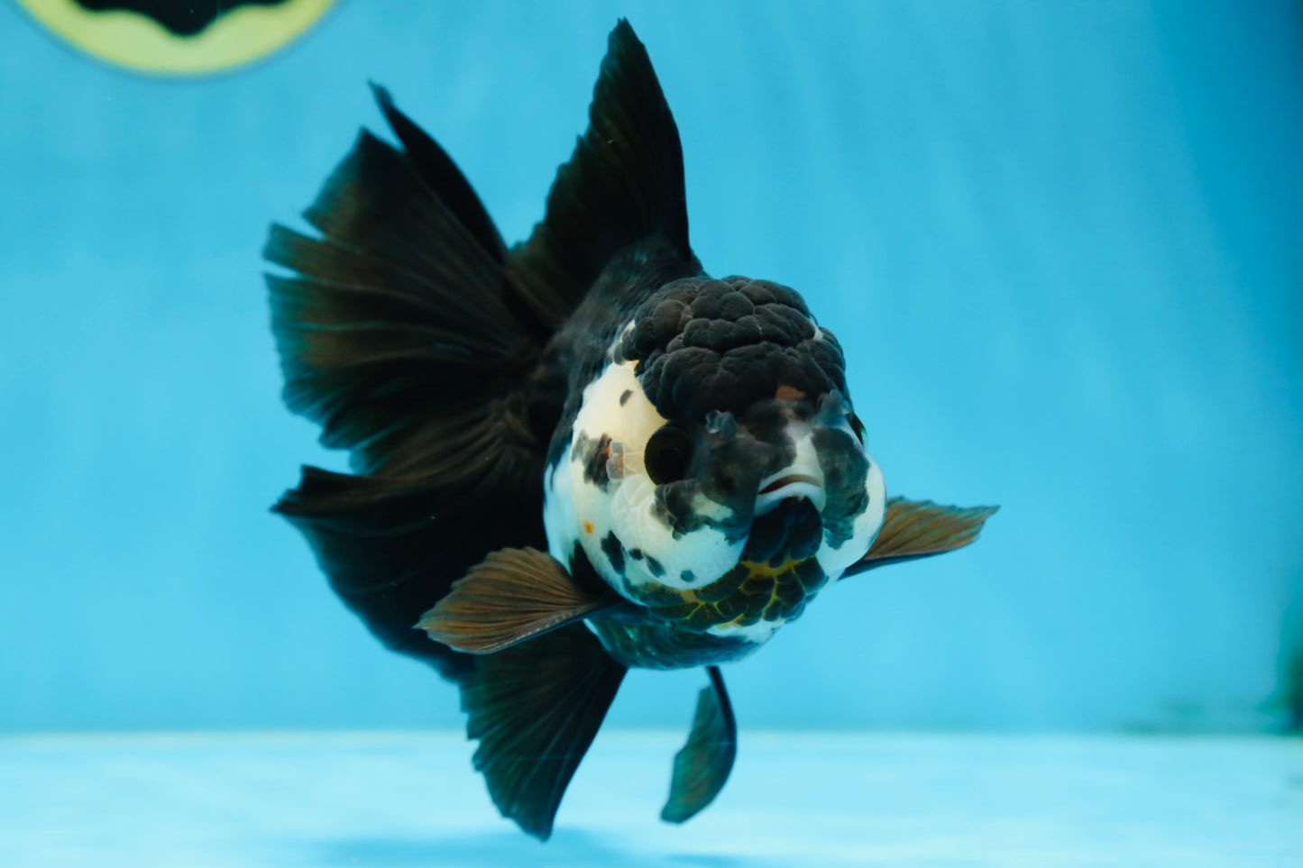 A Grade Panda Oranda Female 5.5 inches #081525OR_15