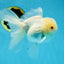 A Grade Snow White Oranda Male 5.5 inches #070425OR_16