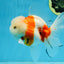 LOVELY A Grade Sakura Oranda Female 5.5 inches #102425OR_23