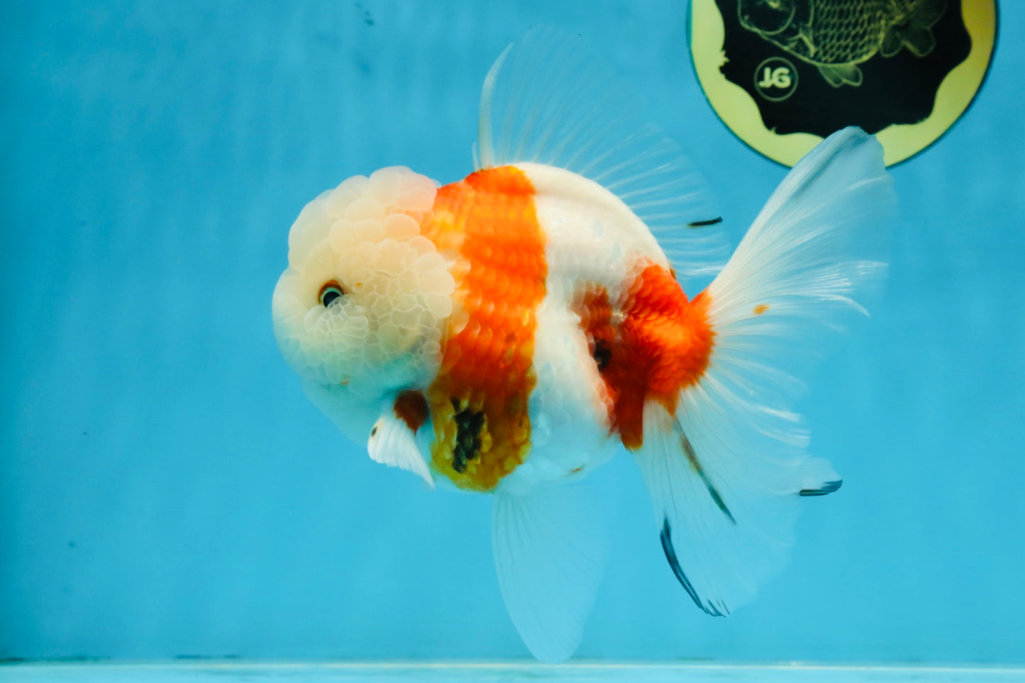 LOVELY A Grade Sakura Oranda Female 5.5 inches #102425OR_23