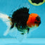 A Grade SPECIAL Tricolor Oranda Male 5  inches #051625OR_27
