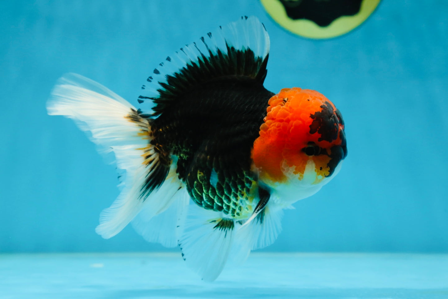A Grade SPECIAL Tricolor Oranda Male 5  inches #051625OR_27