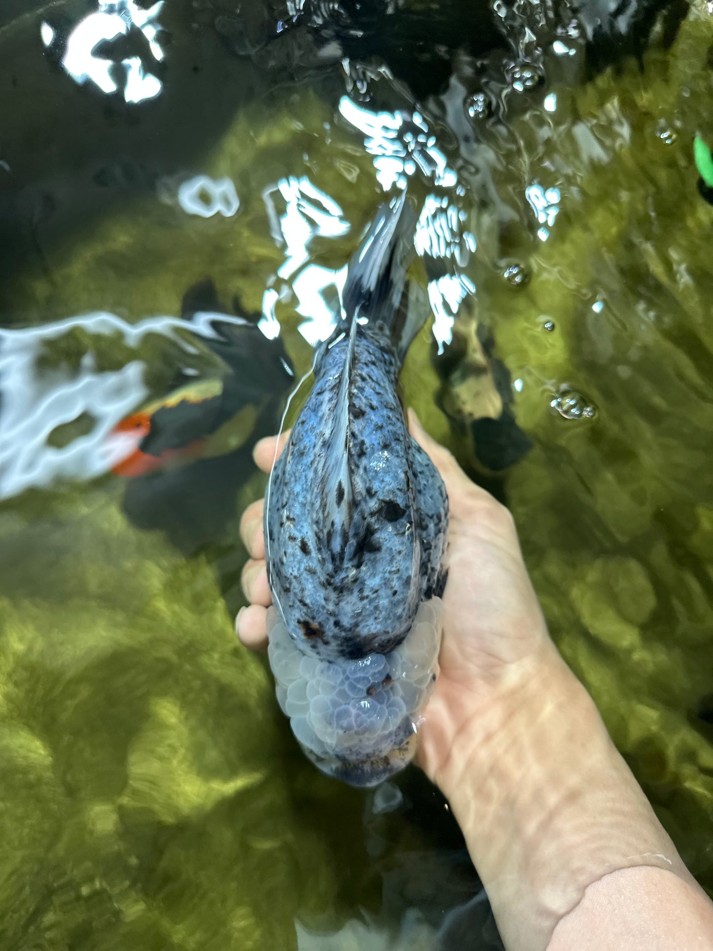 MONSTER AAA Grade White Tiger Yuanbao Male 7-7.5 inches #042525_01