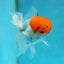 AAA Grade Tomato Head Oranda Male 5 inches #0908OR_04