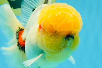 AAA Grade Marble Oranda Male 6.5 inches #022026OR_07