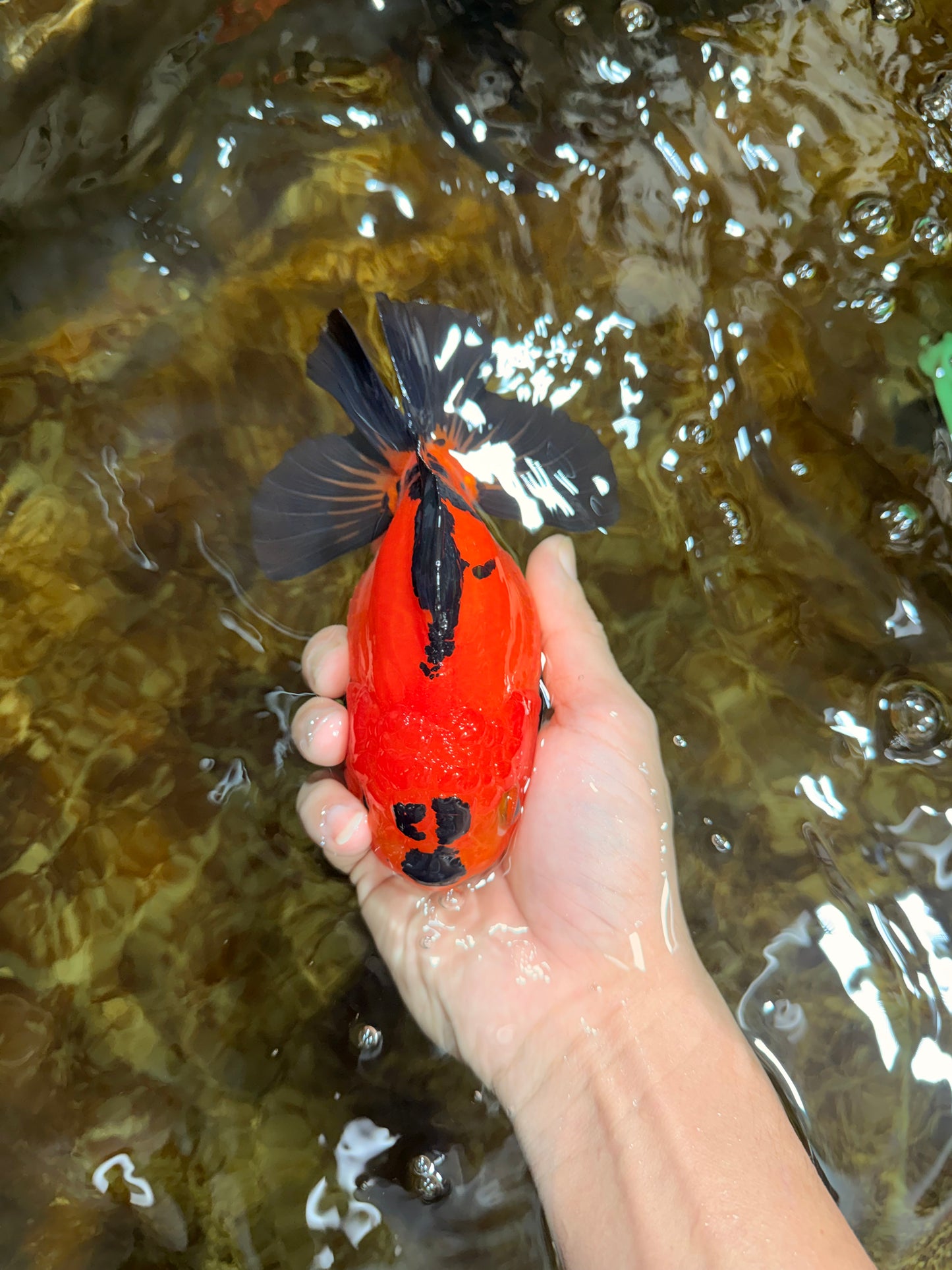 CHONKY A Grade Apache Yuanbao Female 5.5 inches #112825YB_17