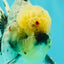 AAA Grade Kirin Oranda Male 6 inches #092526OR_04