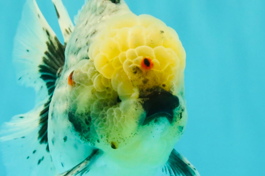 AAA Grade Kirin Oranda Male 6 inches #092526OR_04