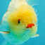 POPCORN AAA Grade Red White Yuanbao Male 5-5.5 inches #050126YB_18