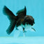 Panda Oranda Male 3-3.5 inches #1004OR_30