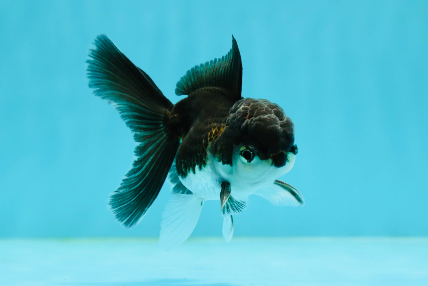 Panda Oranda Male 3-3.5 inches #1004OR_30