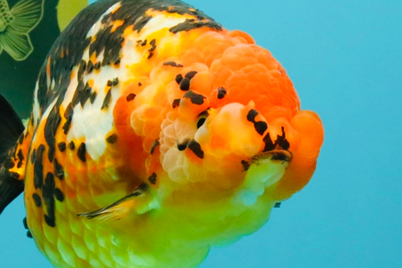 Jumbo Tricolor Chinese Ranchu Female 6.5 inches #032026RC_28