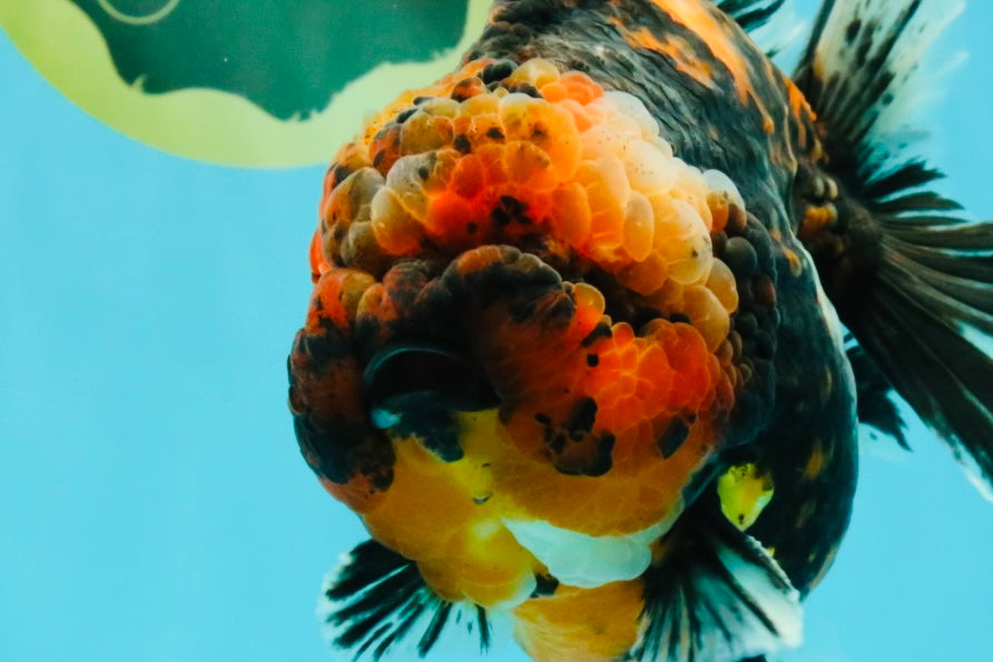 CHONKY AAA Grade Tiger Yuanbao Male 6 inches #032026YB_24