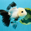 SPECIAL Panda Button Eyes Oranda Male 5 inches #041026OR_11