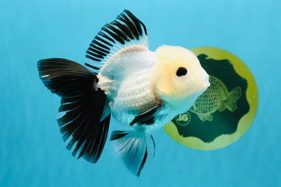 SPECIAL Panda Button Eyes Oranda Male 5 inches #041026OR_11