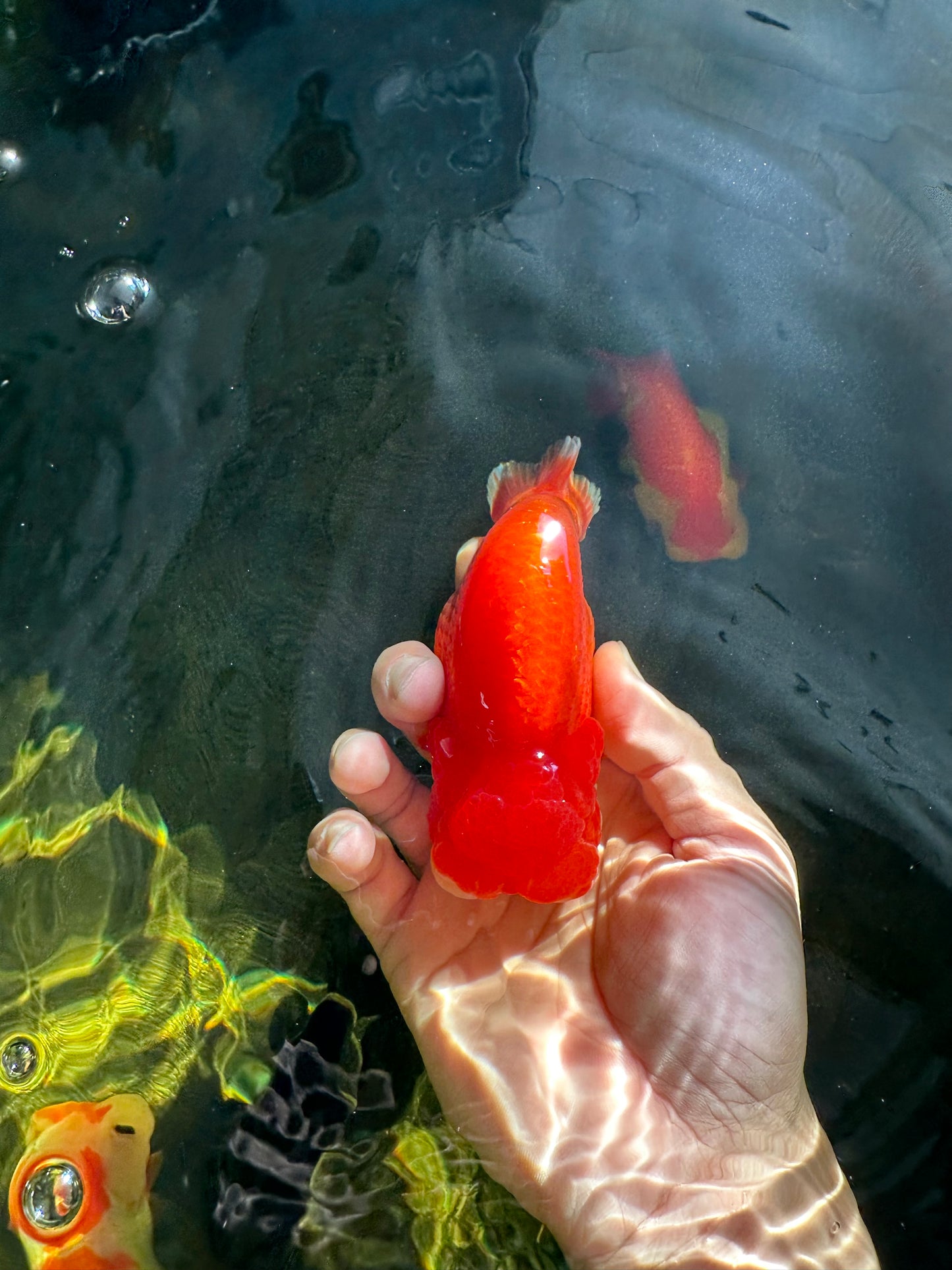 AAA Grade Red White LionKing 4.5 inches #050925LC_11