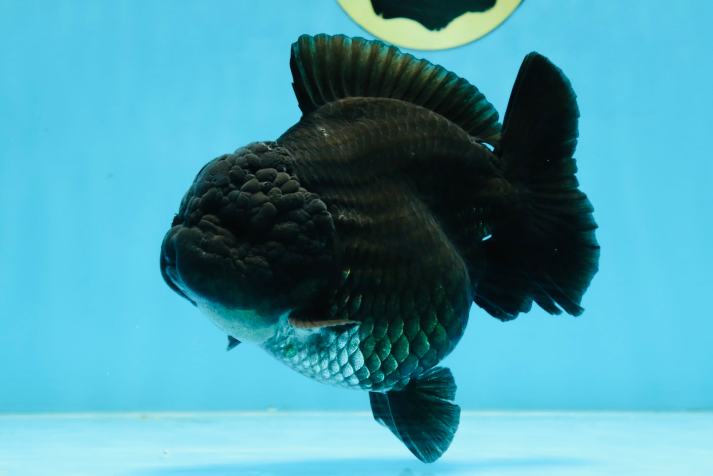 AAA Grade Godzilla Black Yuanbao Female 5 inches #101025YB_22