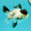 Cute Black Tancho Panda Oranda Male 3.5 inches #102524OR_19