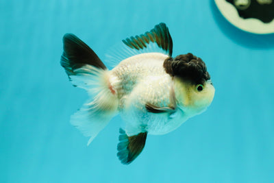 Cute Black Tancho Panda Oranda Male 3.5 inches #102524OR_19