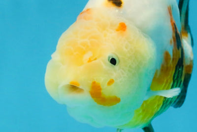 RARE Sakura Chinese Ranchu Female 5 inches #120525RC_08