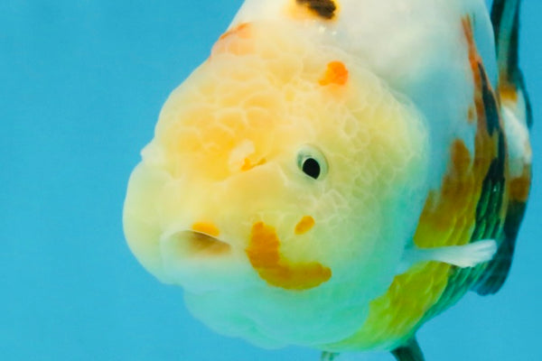 RARE Sakura Chinese Ranchu Female 5 inches #120525RC_08 – Jimmy Goldfish