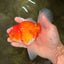 A Grade Red White Oranda Male 5.5 inches #102326OR_21