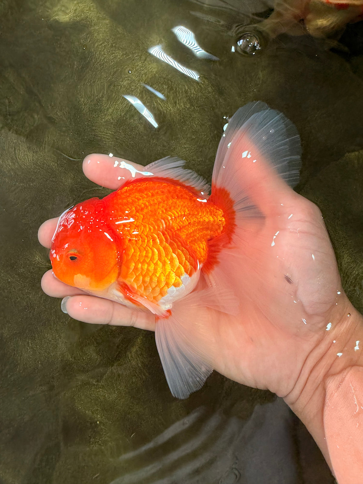 A Grade Red White Oranda Male 5.5 inches #102326OR_21