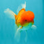 Red White Oranda Male 6 inches #082126OR_09