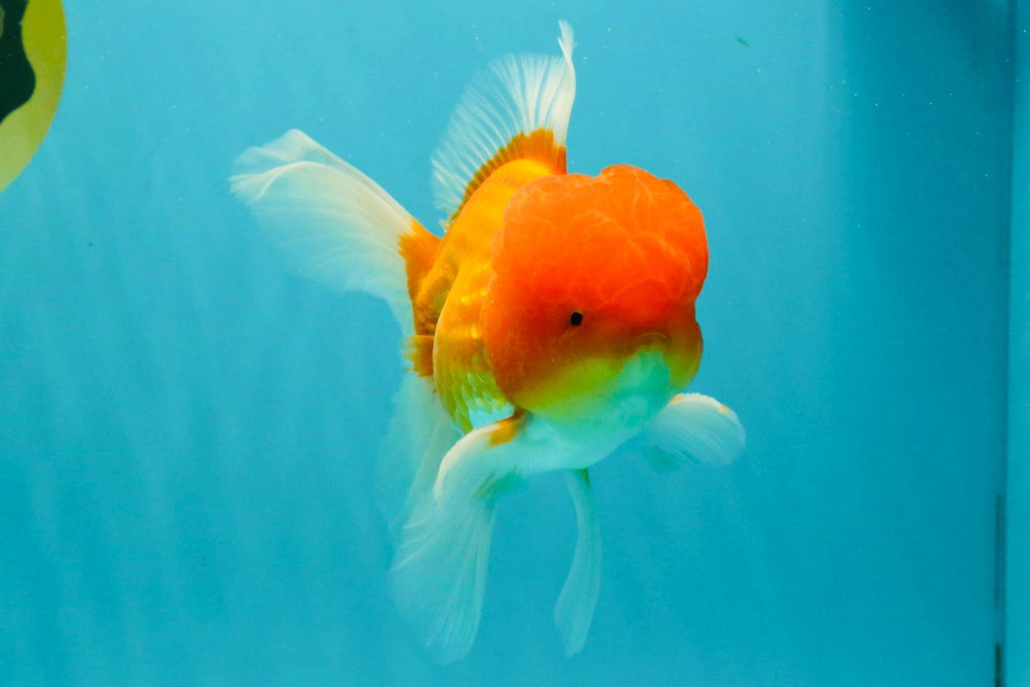 Red White Oranda Male 6 inches #082126OR_09