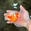 A Grade Lipstick Kohaku Red White Oranda Male 5.5 inches #102326OR_19
