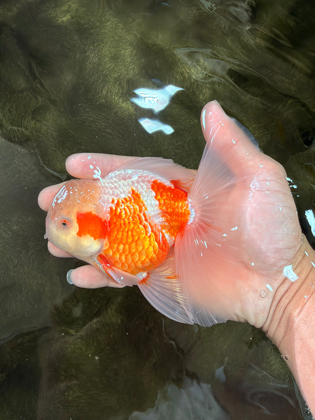 A Grade Lipstick Kohaku Red White Oranda Male 5.5 inches #102326OR_19