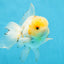 A Grade Cloudy White Oranda Male 5-5.5 inches #071125OR_12