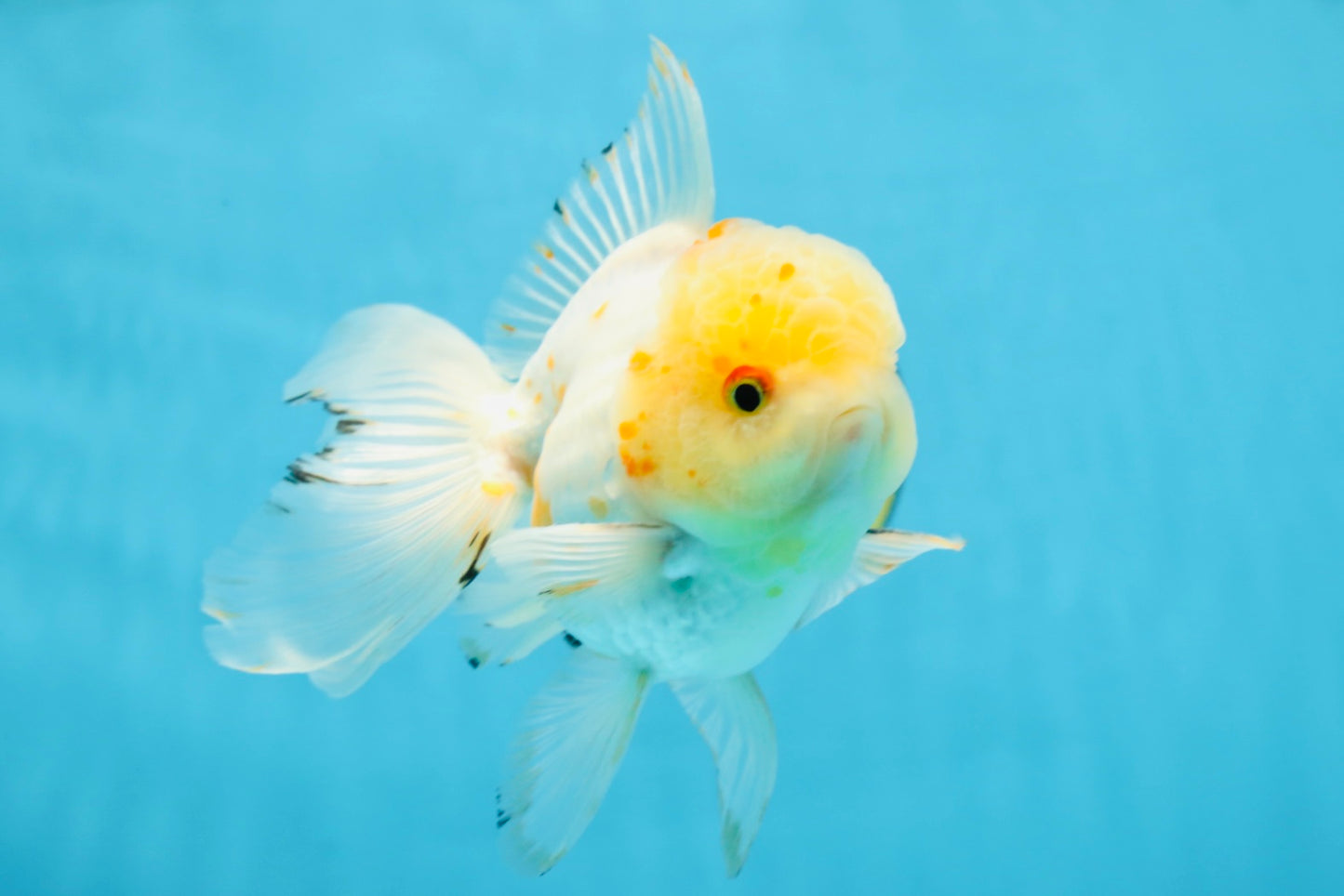 A Grade Cloudy White Oranda Male 5-5.5 inches #071125OR_12