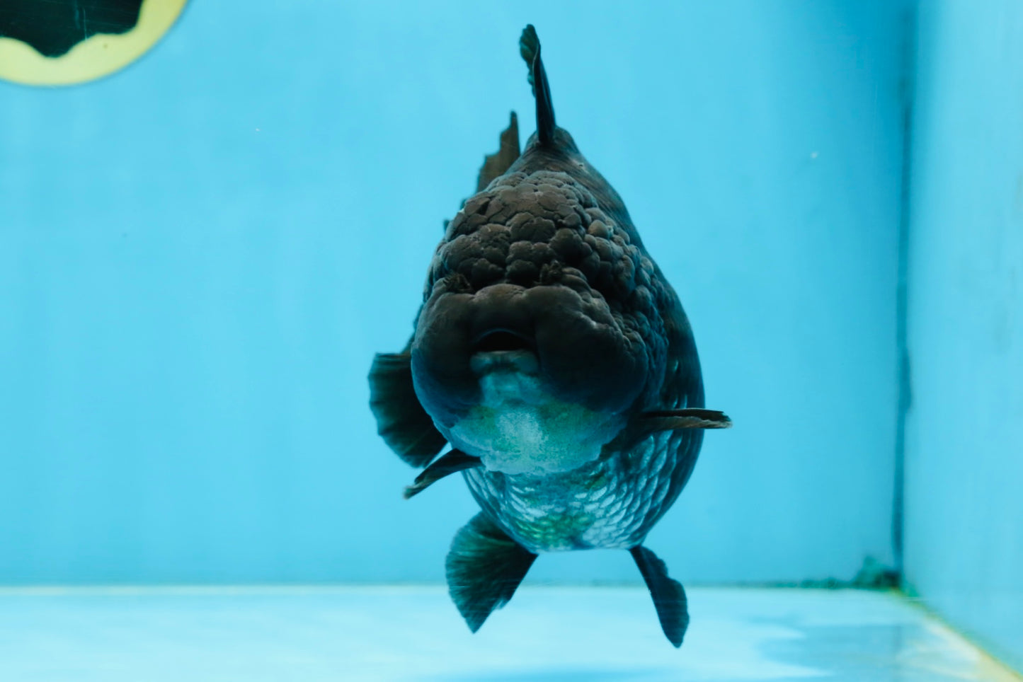 AAA Grade Godzilla Black Yuanbao Female 5 inches #101025YB_22