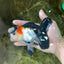 A Grade Tricolor Button Eyes Oranda Male 5 inches #080125OR_30