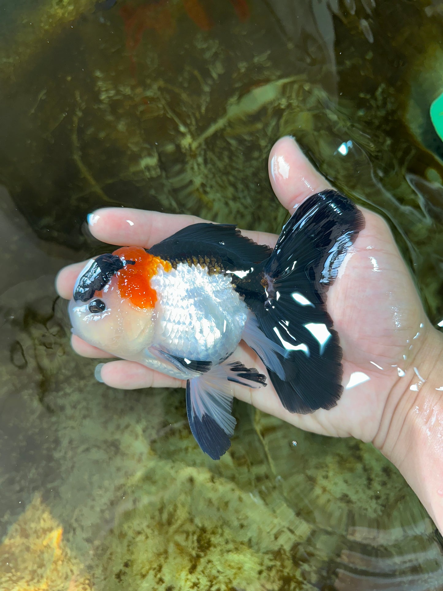 A Grade Tricolor Button Eyes Oranda Male 5 inches #080125OR_30