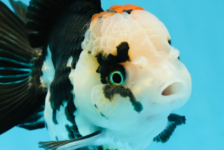 A Grade Tricolor Oranda Female 4.5-5 inches #120624OR_10