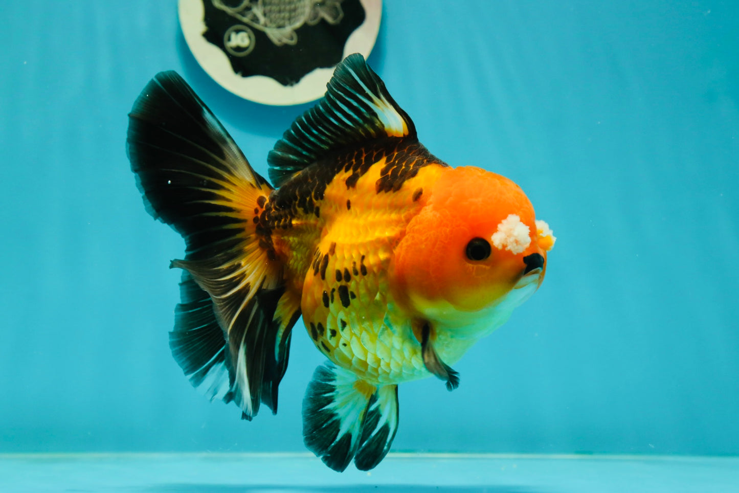 Apache (Black Orange) Pompom Button Eyes  Oranda Female 5.5 inches #110124OR_03