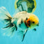AAA Grade Marble Oranda Male 6.5-7 inches #070626OR_09