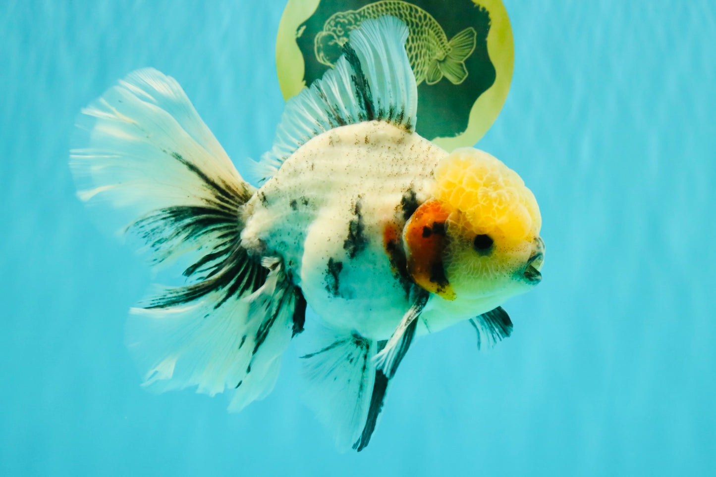 AAA Grade Marble Oranda Male 6.5-7 inches #070626OR_09