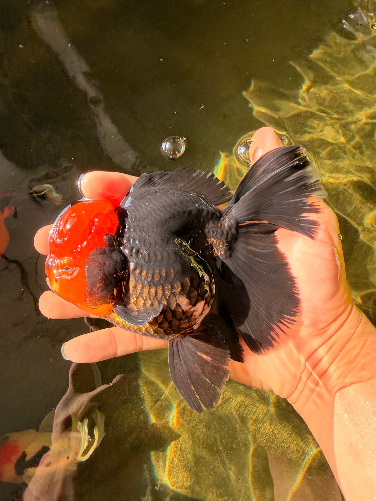 A Grade Red Head Tricolor Oranda Male 5.5-6 inches #030626OR_25