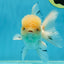 AAA Grade White Oranda Male 5.5 inches #050925OR_45