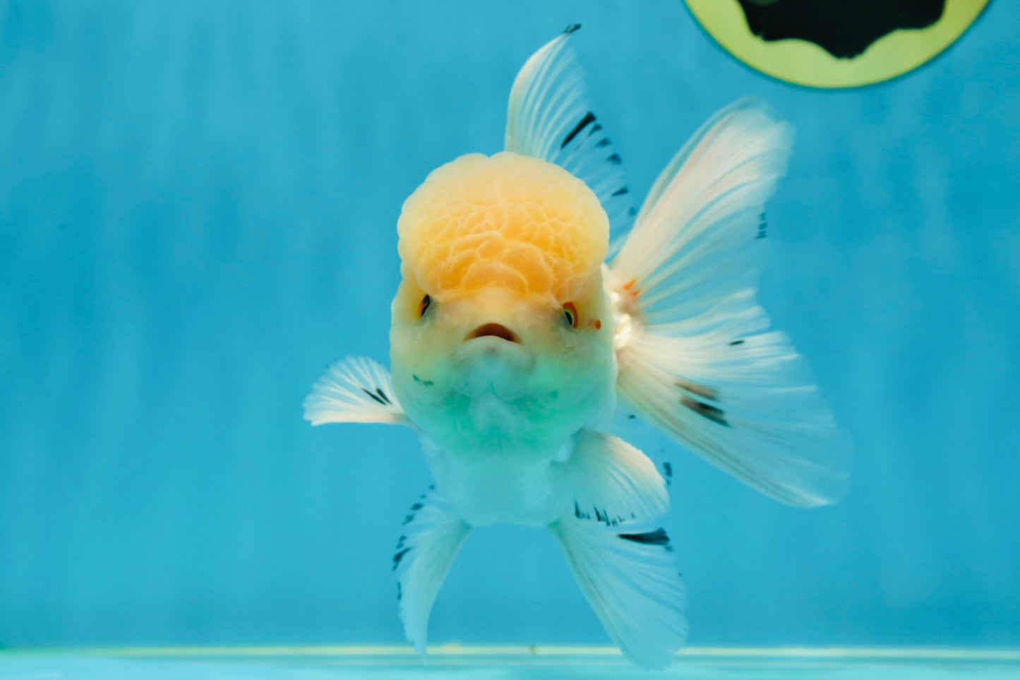 AAA Grade White Oranda Male 5.5 inches #050925OR_45