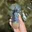 AAA Grade Kirin Oranda Male 6 inches #092526OR_04