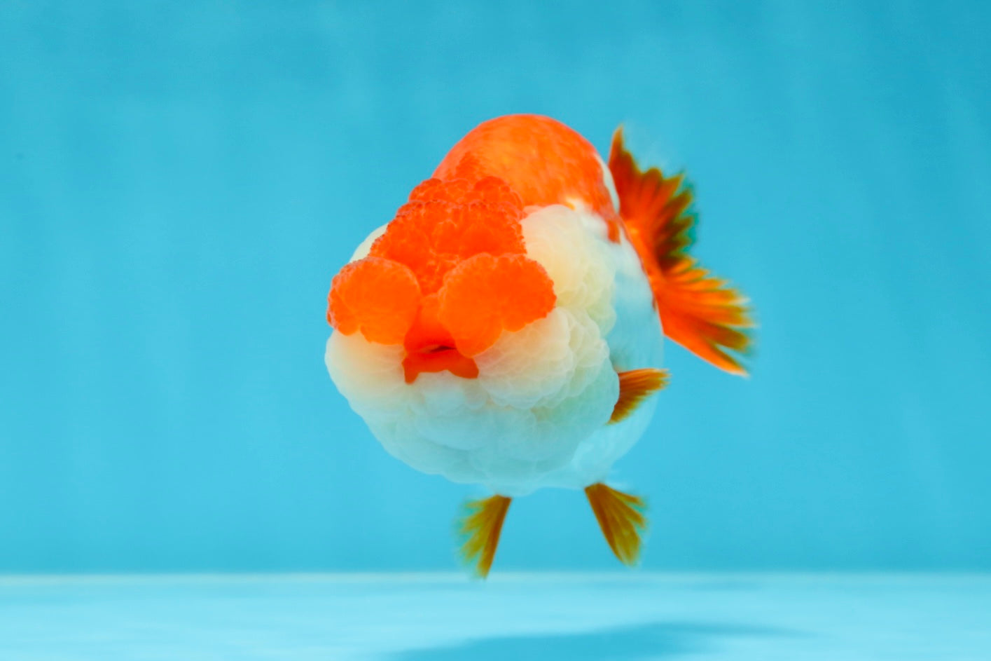 THE BEST AAA Grade Red White LionQueen 4.5 inches #042525LC_15