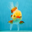 A Grade Red White Oranda Female 5 inches #050925OR_36