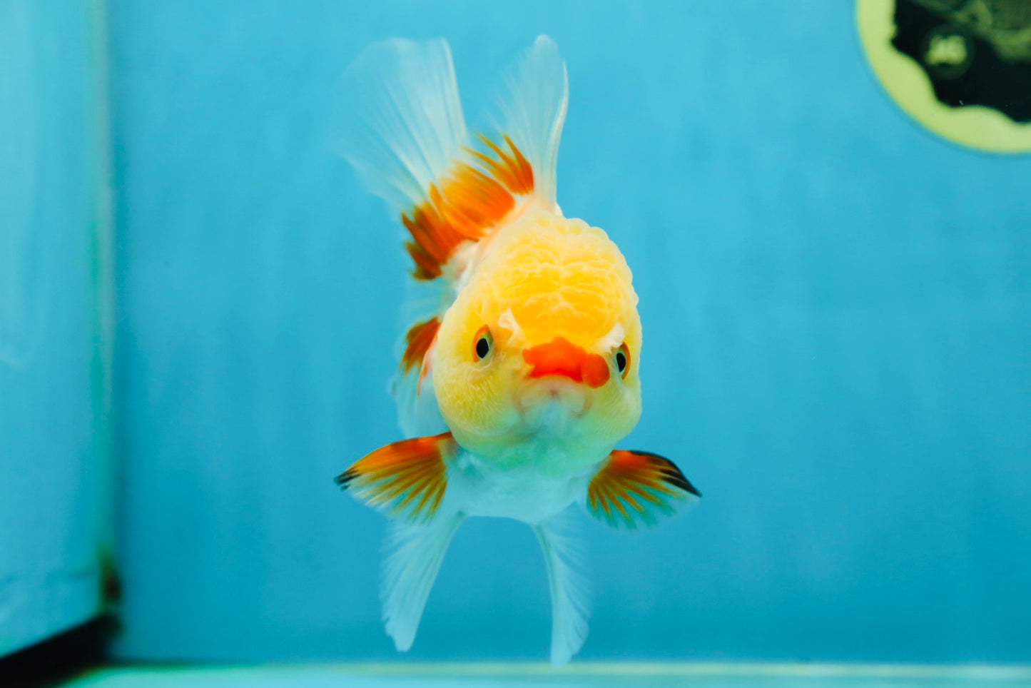 A Grade Red White Oranda Female 5 inches #050925OR_36