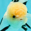 A Grade Gorgeous Lemonhead Oranda Male 5 inches #110824OR_17